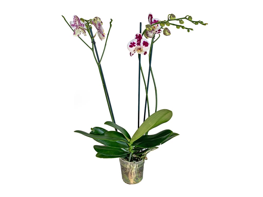 Orquídea Phalaenopsis Pot 2″ (6cm) con espiga floral
