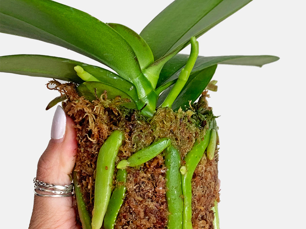 Orquídea Phalaenopsis Pot 2″ (6cm) con espiga floral