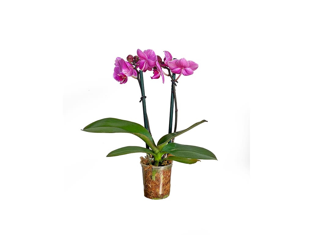 Orquídea Phalaenopsis Pot 2″ (6cm) con flor