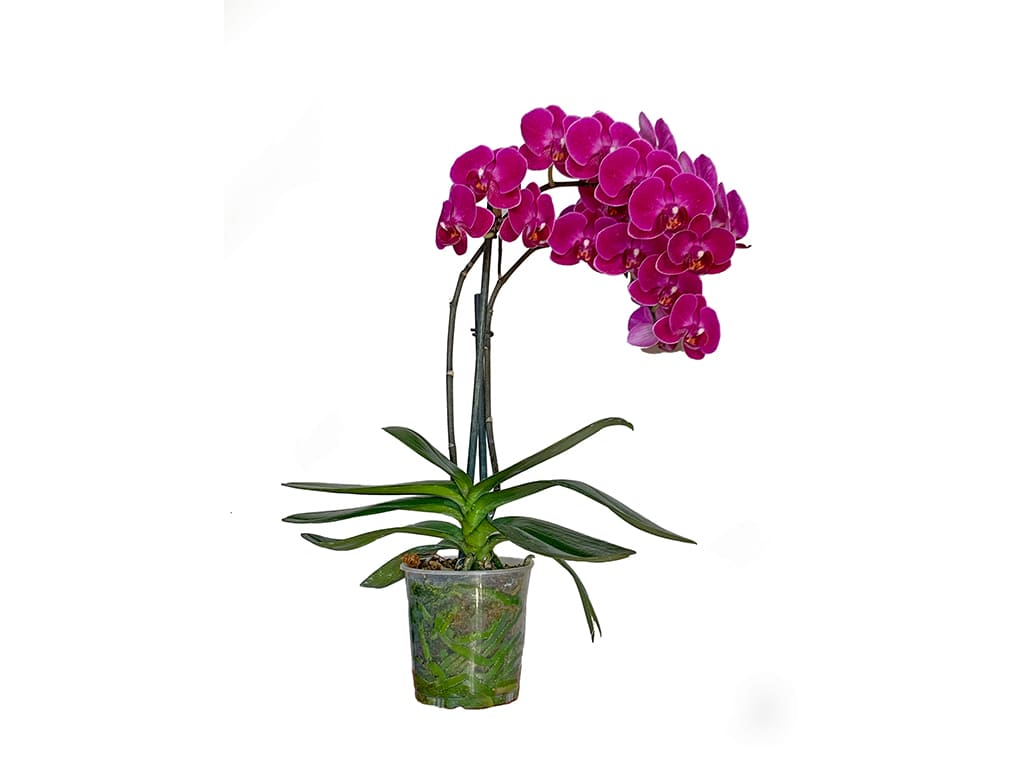 Orquídea Phalaenopsis Pote 3″ (9cm) con flor