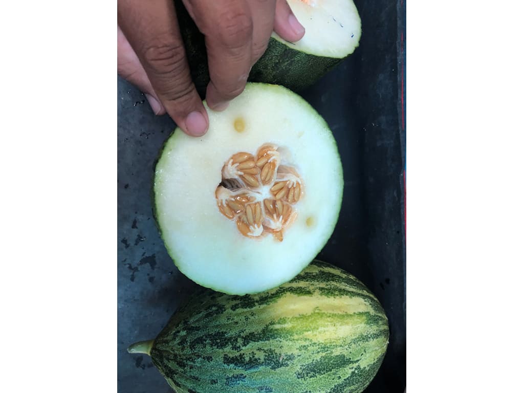 Piel de sapo melon, christmas melon