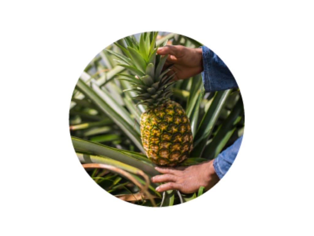 Pineapples md2
