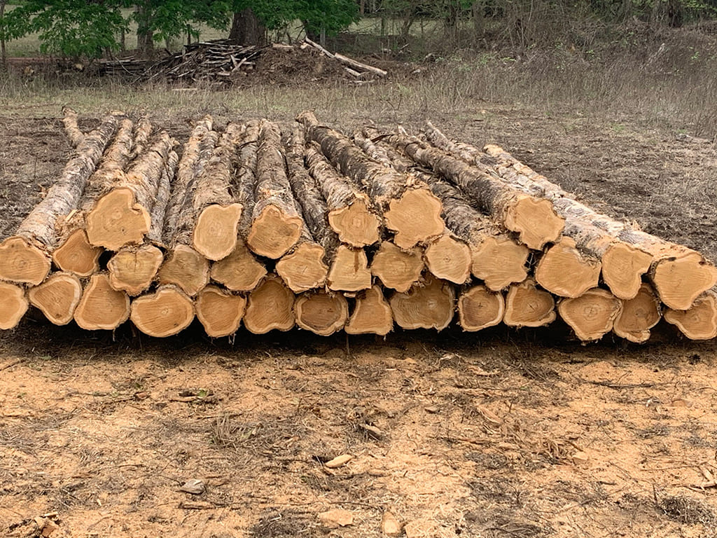 Teak logs