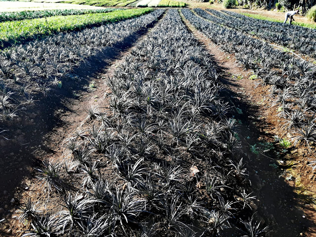 Ophiopogon Black Mondo Grass