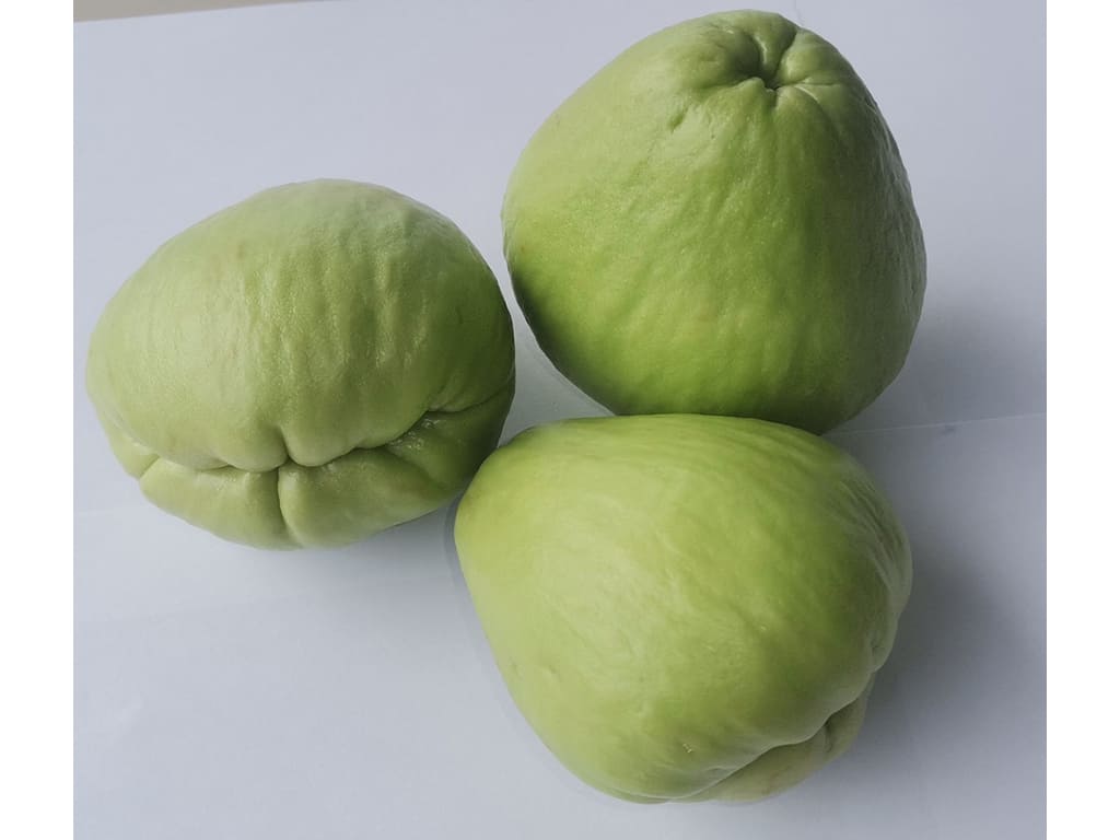 Chayote (Sechium Edule)