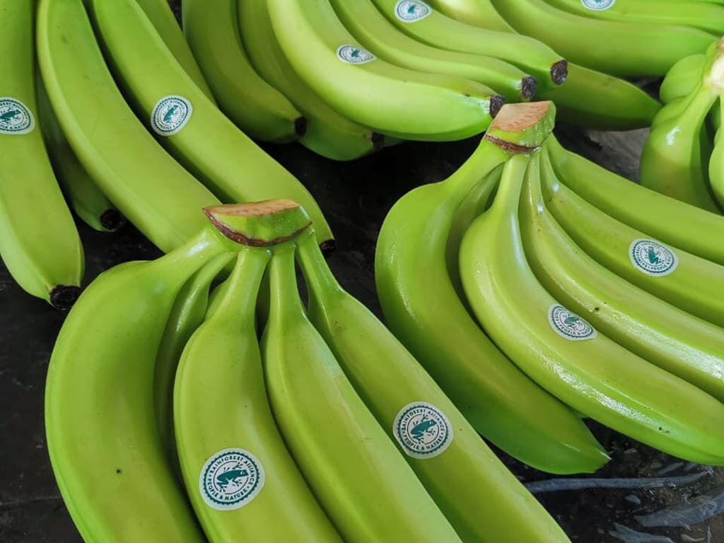 Cavendish Banana Buy From Costa Rica Cavendish Banana Buy From Costa Rica