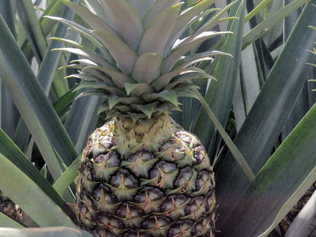 Piña