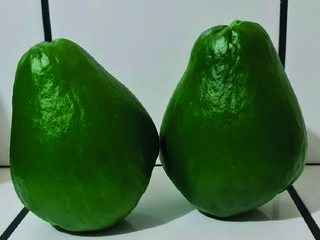 Chayote Criollo