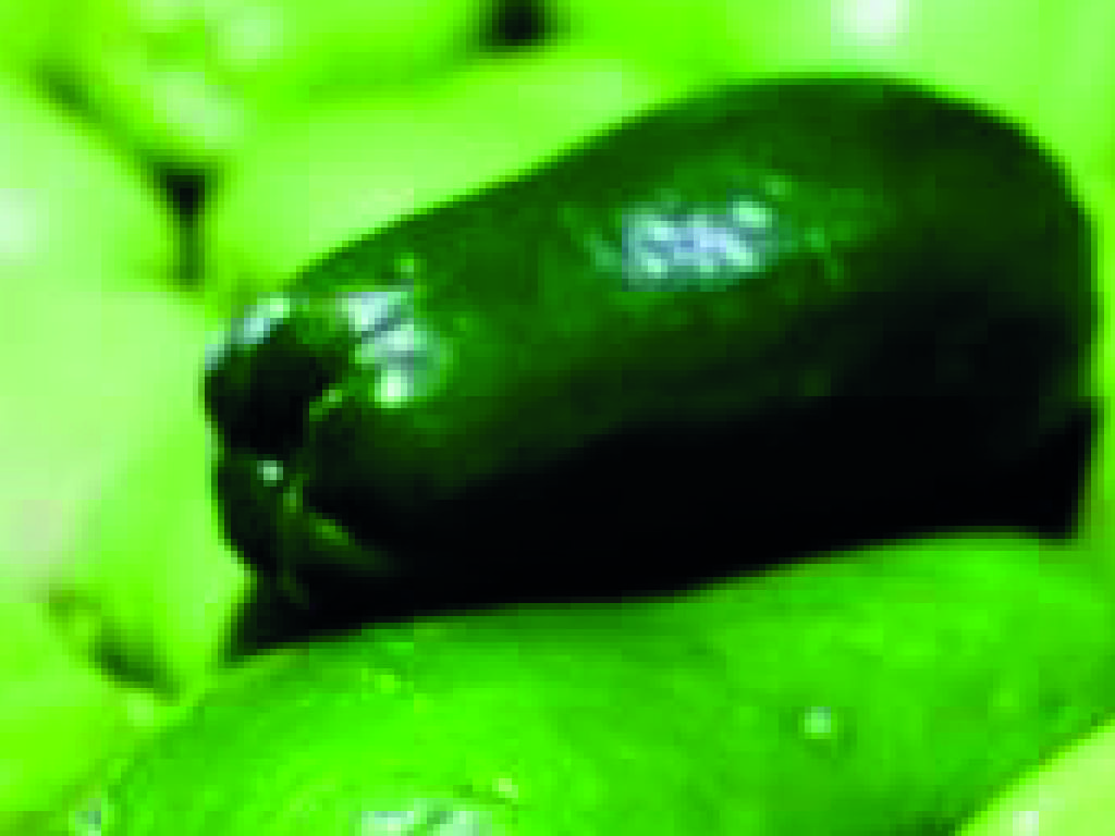 Chayote Criollo