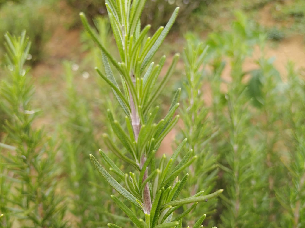 Romero (Rosmarinus officinalis)