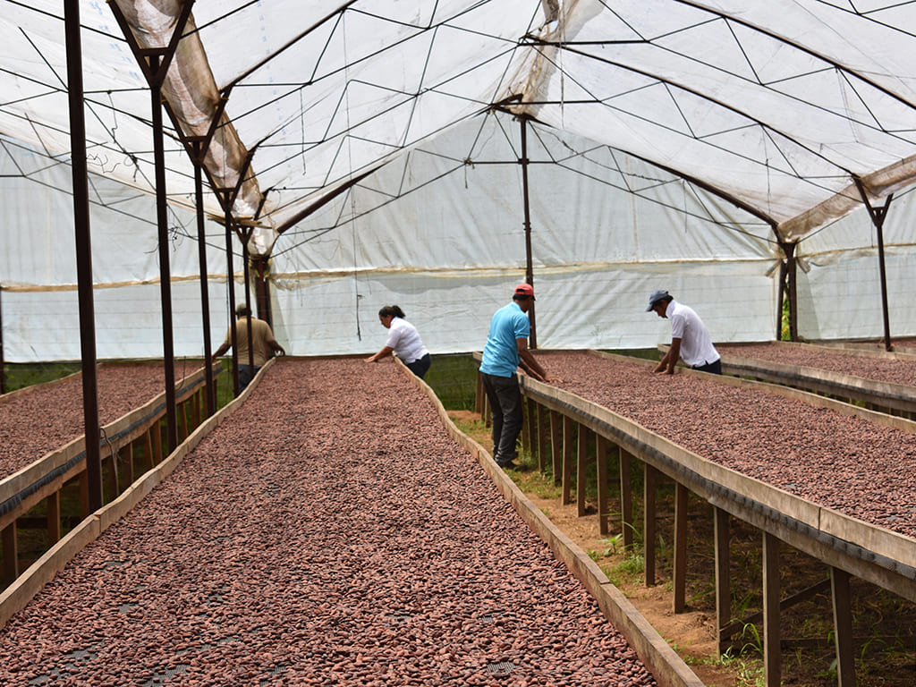 CACAO EN GRANO