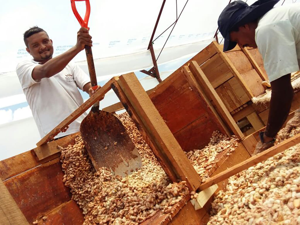 CACAO BEANS / COCOA BEANS