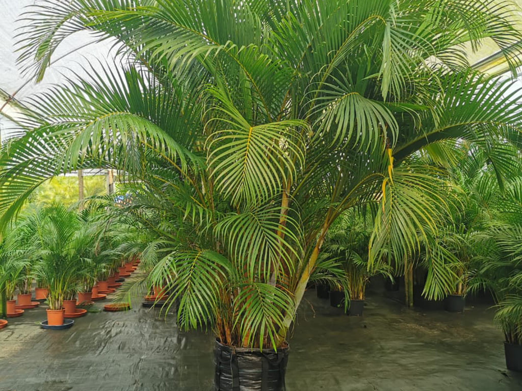 Arecas (Dypsis Lutescens)