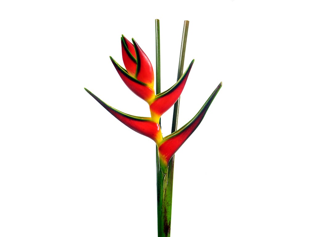 Heliconia Red