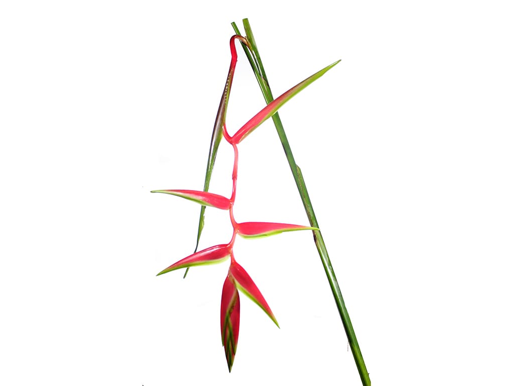 Heliconia Red