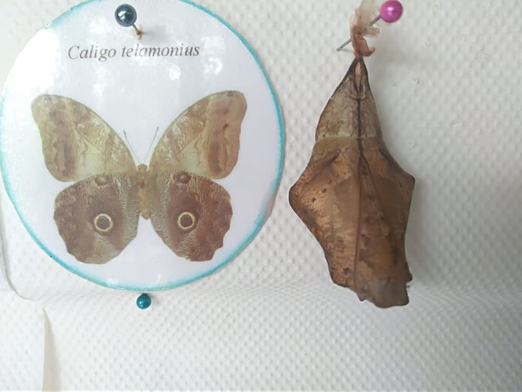 Butterfly craft