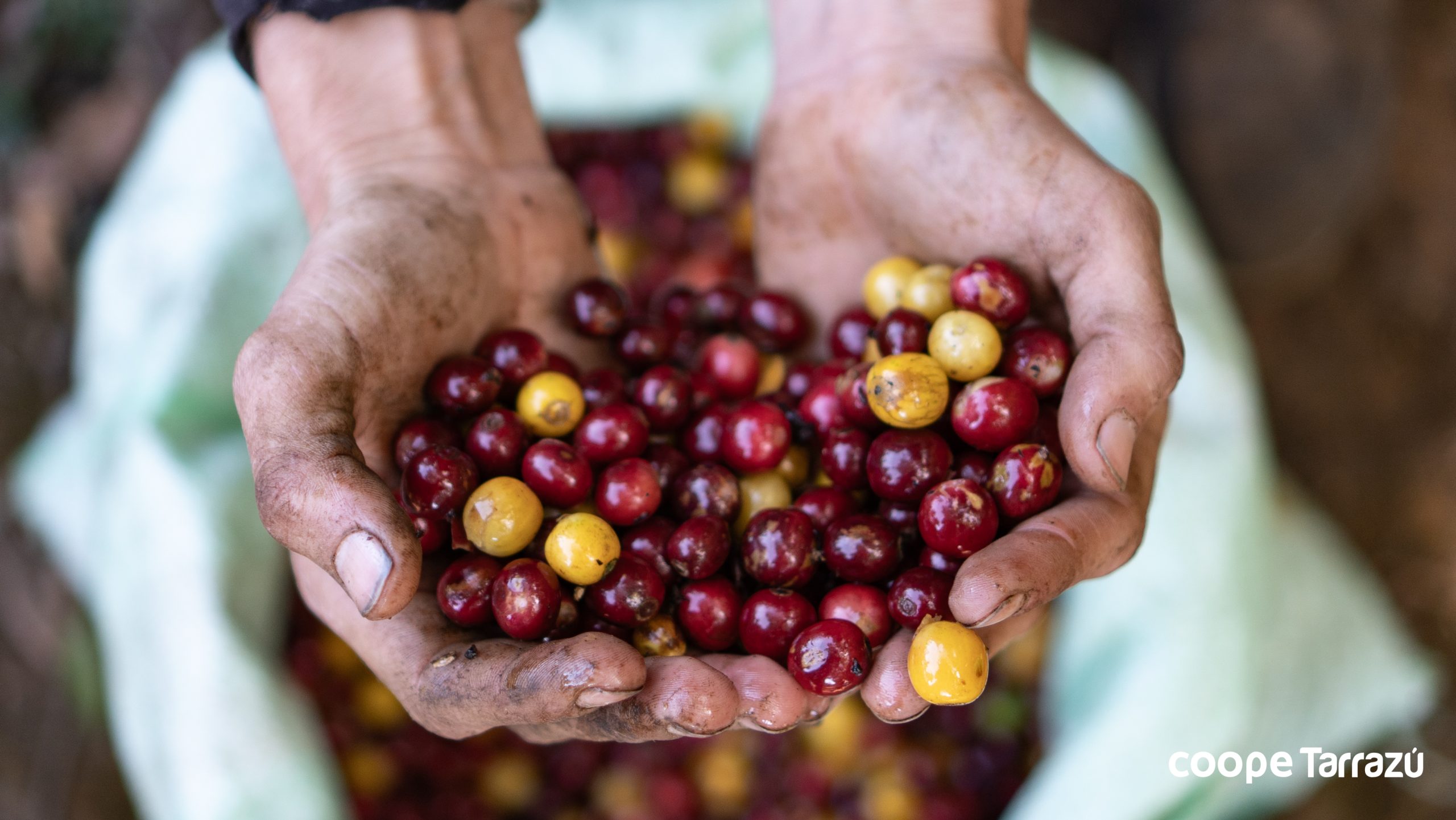 Green Coffee Beans – La Pastora Tarrazú SHB – Costa Rica