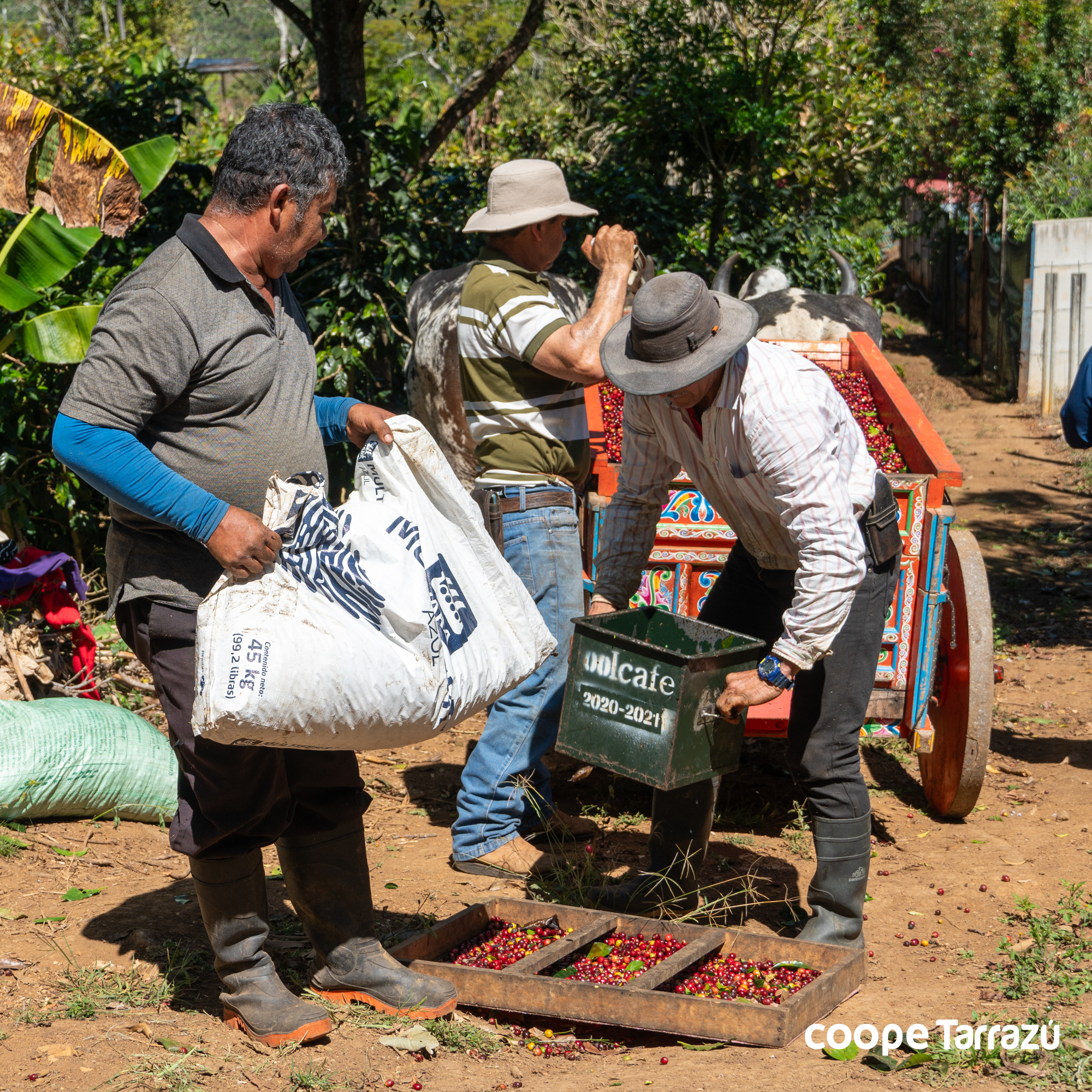 Green Coffee Beans – La Pastora Tarrazú SHB – Costa Rica