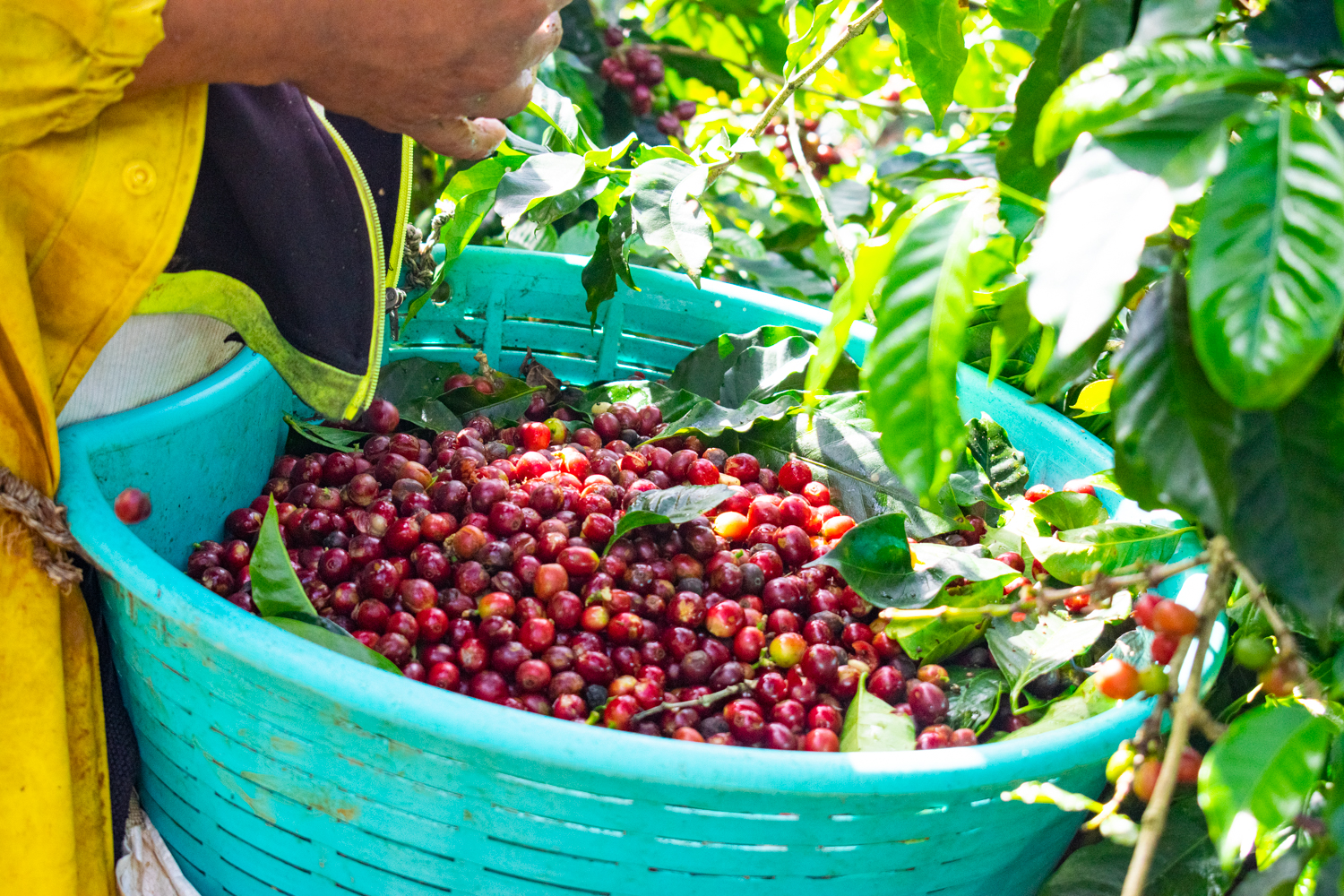 Green Coffee Beans – La Pastora Tarrazú SHB – Costa Rica