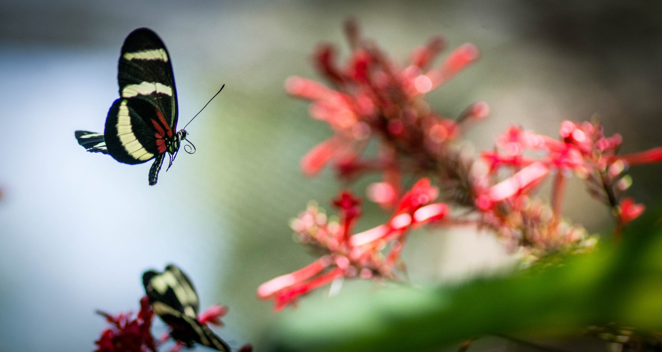 Butterfly Pupae