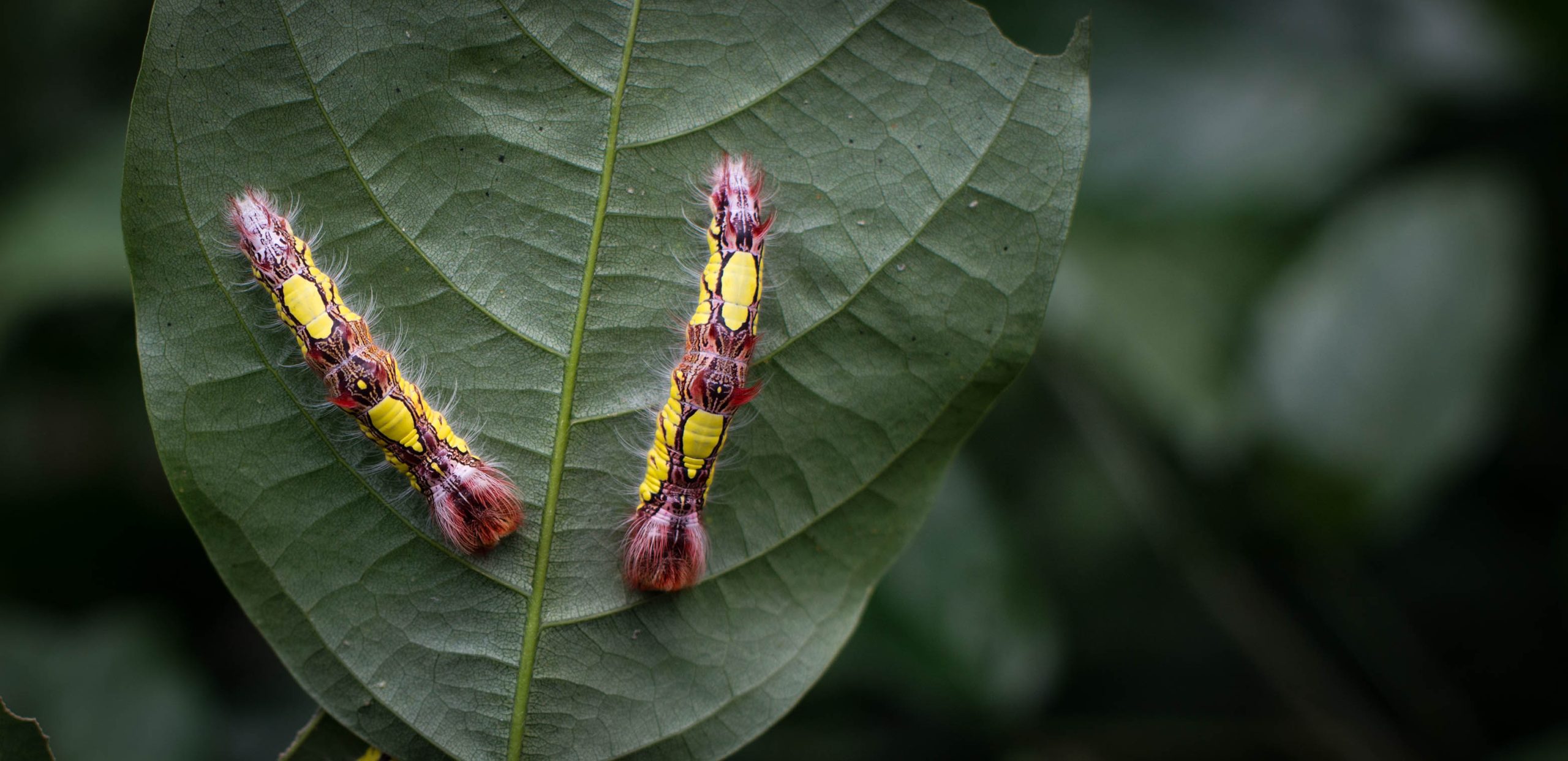 Butterfly Pupae