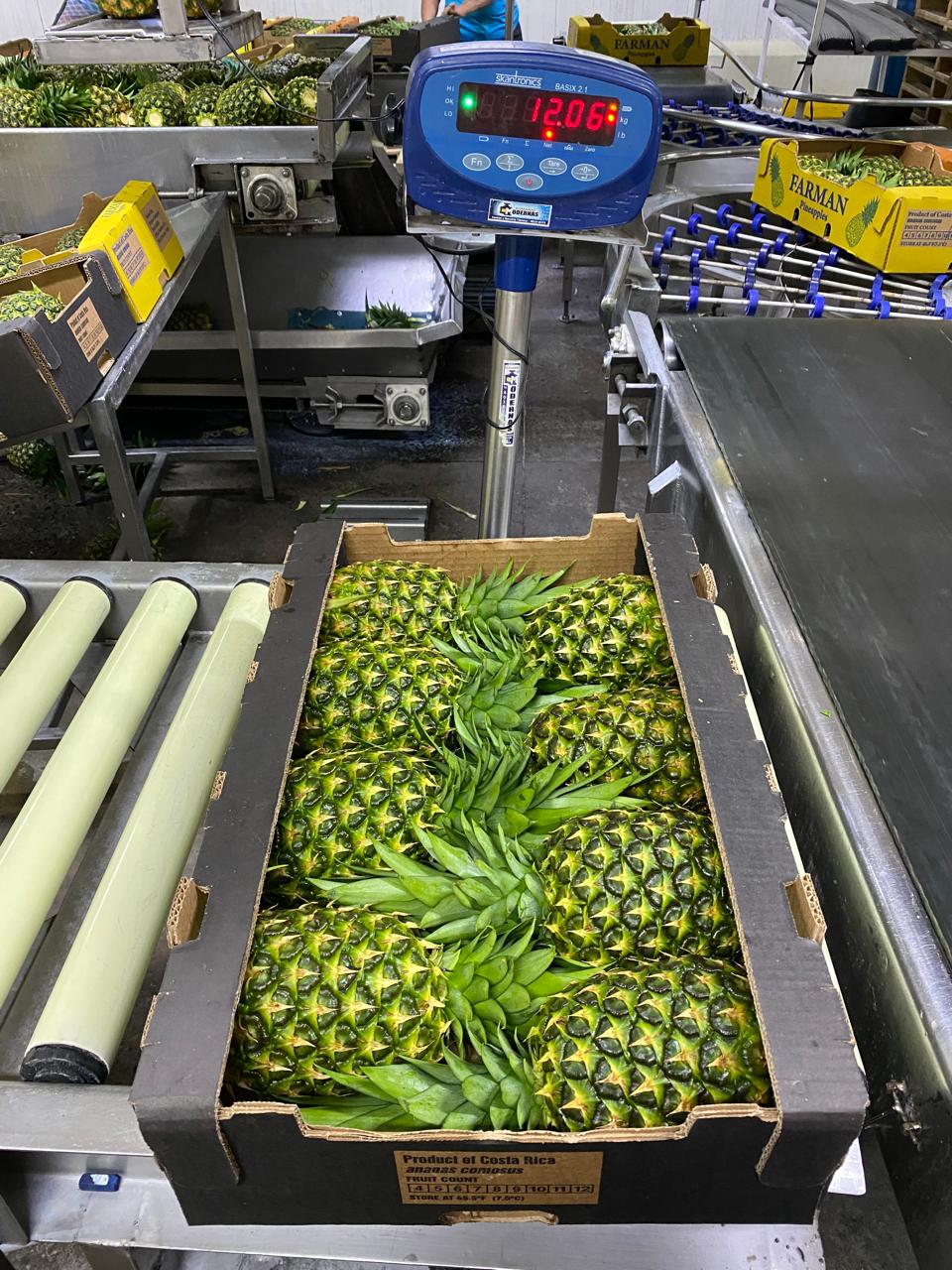 Fresh pineapple