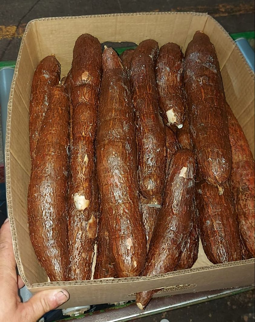 🌿 Cassava / Yuca